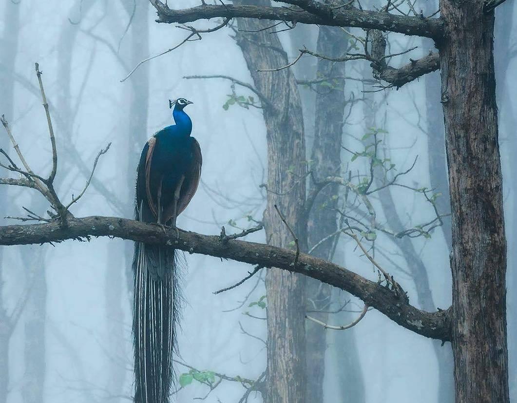Chulanur Peafowl Sanctuary