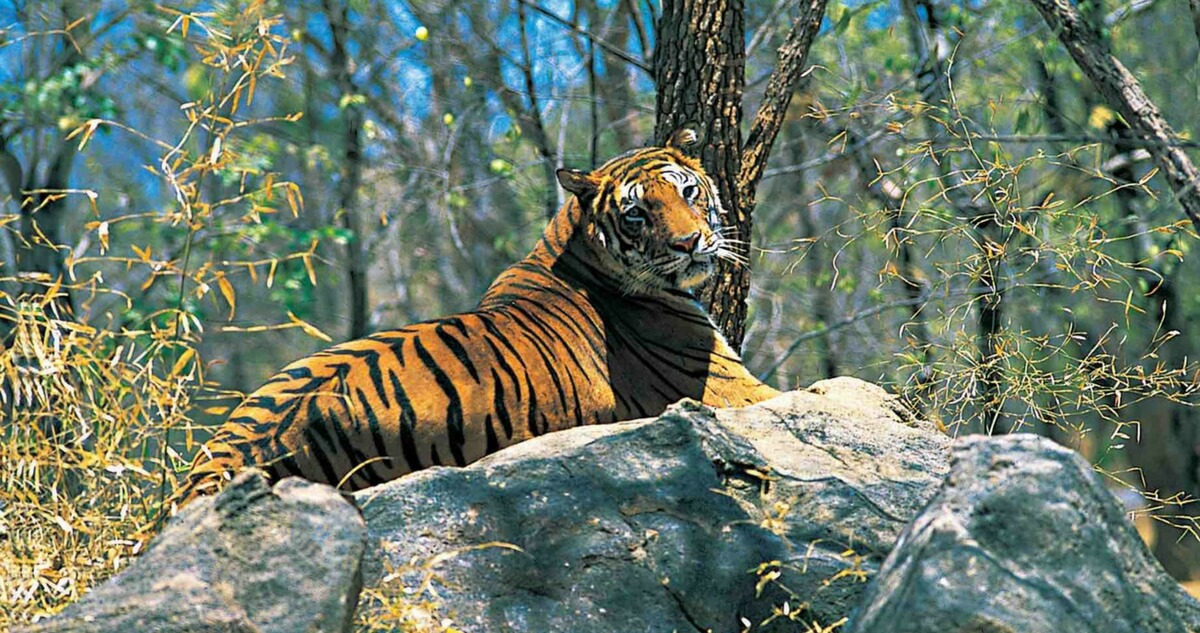 Parambikulam Tiger Reserve